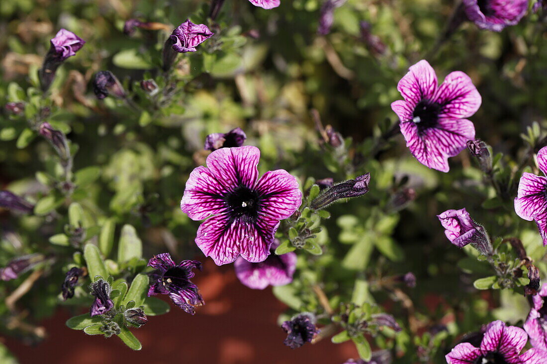 Petunia Littletunia Pink Vein 