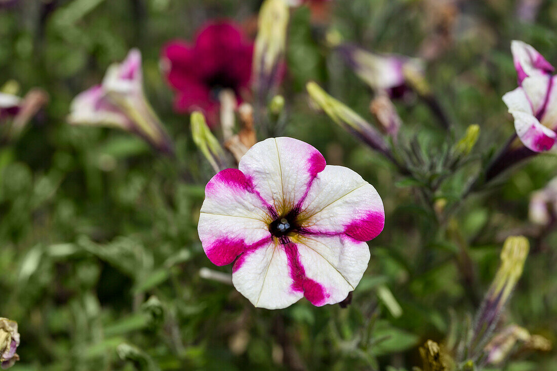 Petunia Prettytoonia® 'Up Purple White'