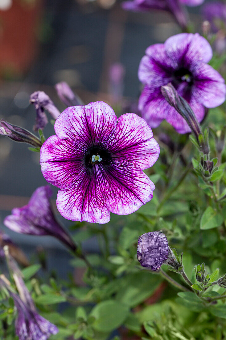 Petunia Purple Vein Ray