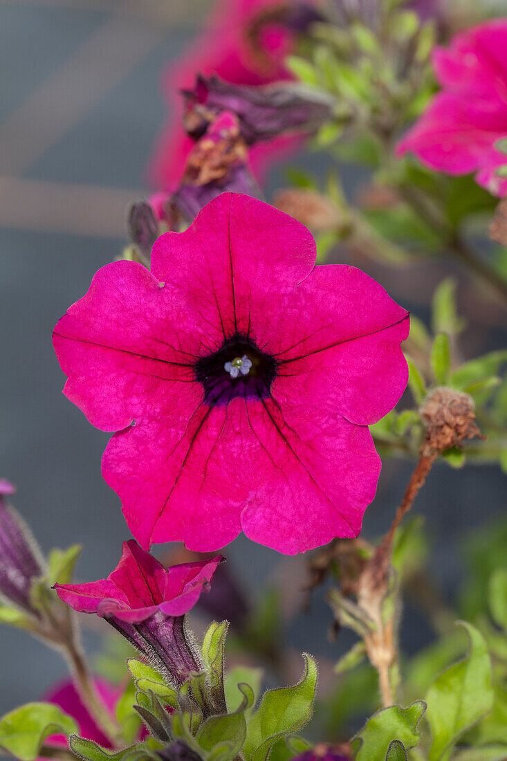 Petunia 'Sunpleasure Classic Purple'