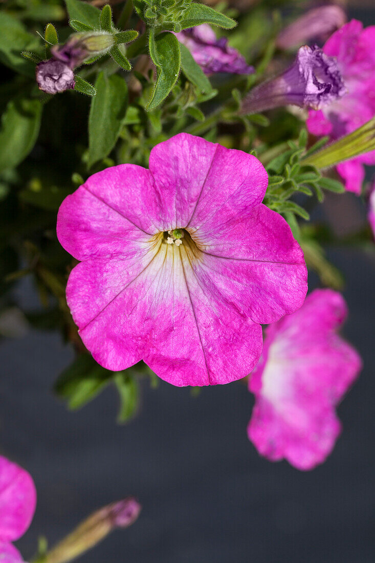 Petunia 'Sunpleasure Porch Sugar Beat'