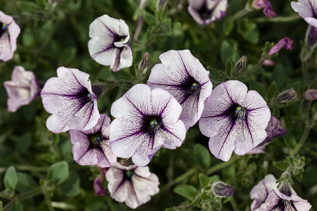 Petunia Sweet Pleasure® 'Cassis Patio'