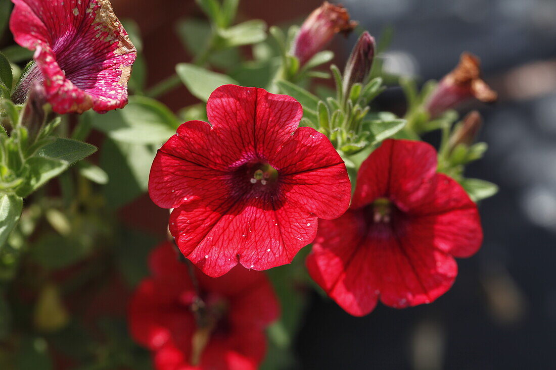 Petunia Sweet Pleasure Hot Cherry