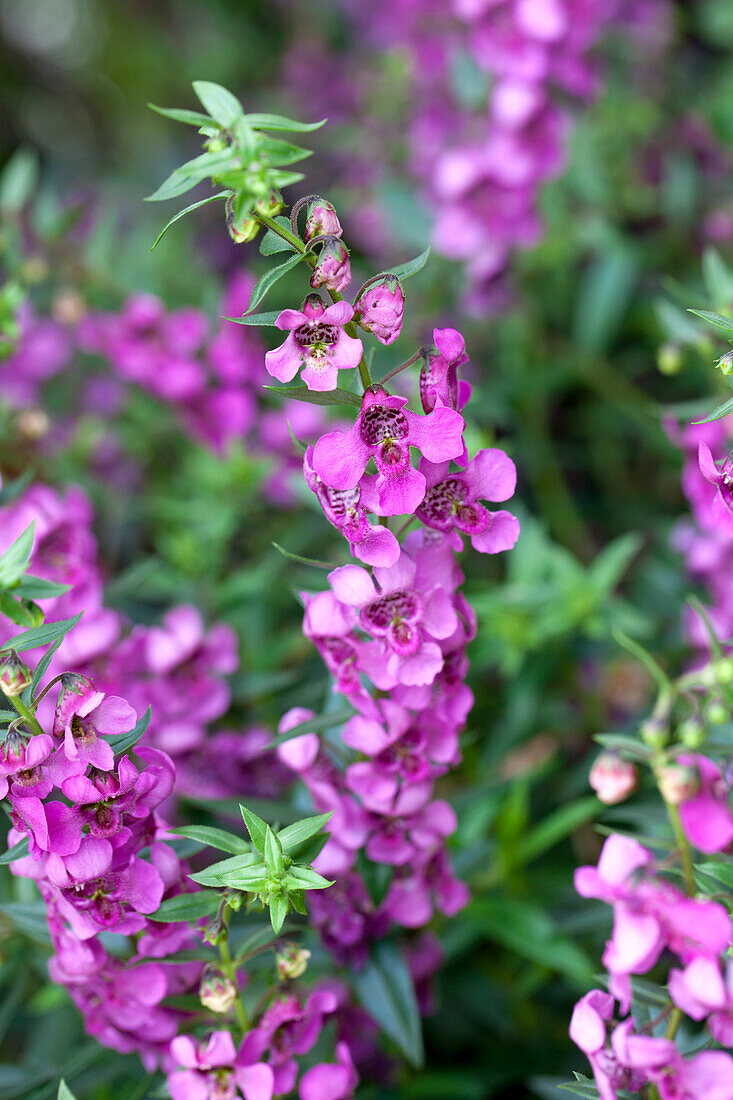 Angelonia angustifolia 'Alonia Big Dark Pink'