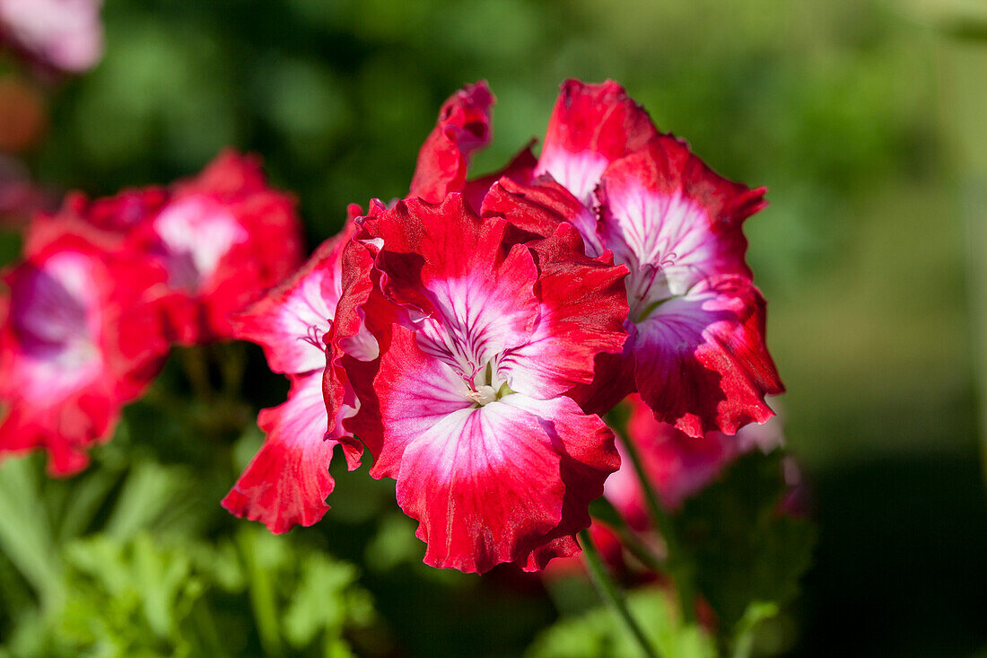 Pelargonium grandiflorum PAC® PAC® Bermuda® 'Dark Red'