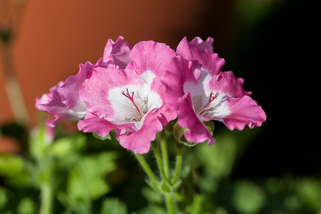 Pelargonium grandiflorum PAC® Bermuda® 'Pink'