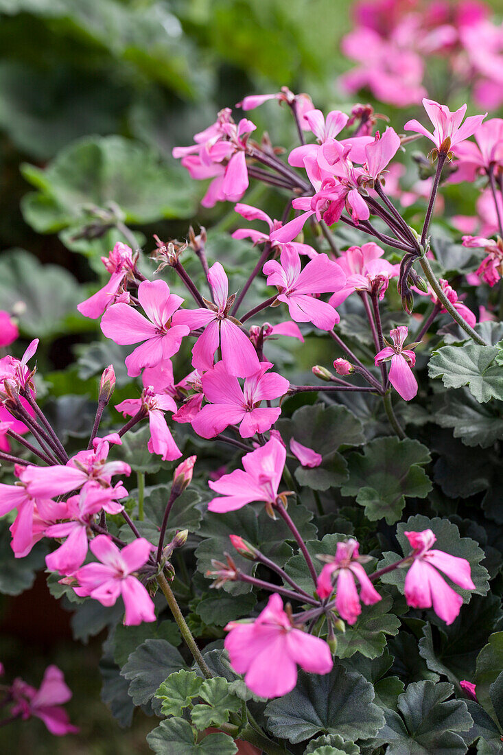 Pelargonium zonale 'Caliente® Pink'