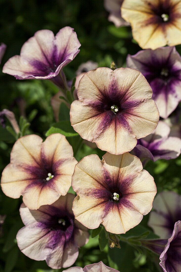 Petunia 'Cascadias Autumn Mystery'