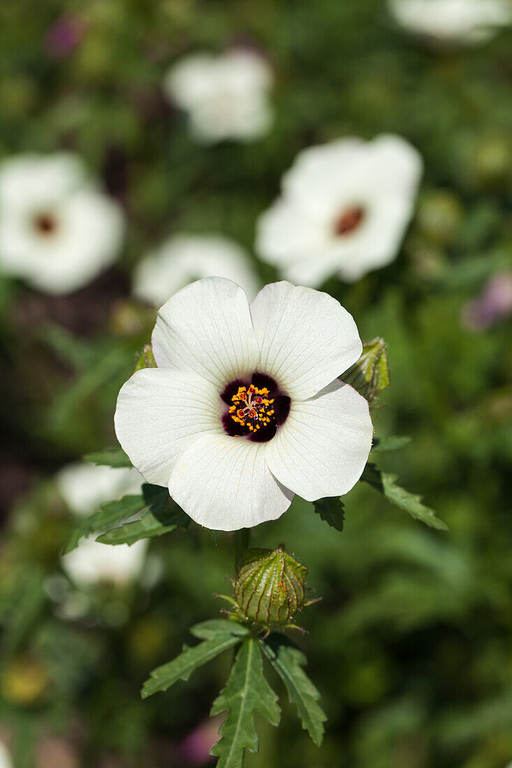 Hibiscus trionum