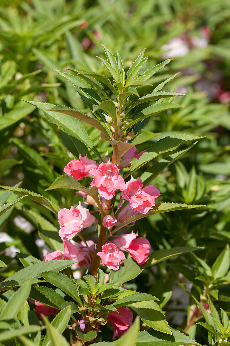 Impatiens balsamina