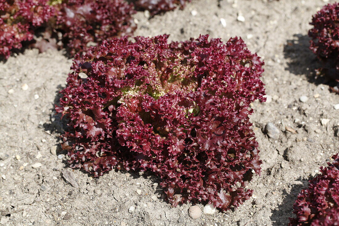 Lactuca sativa var. acephala 'Lollo Rossa Xenon'