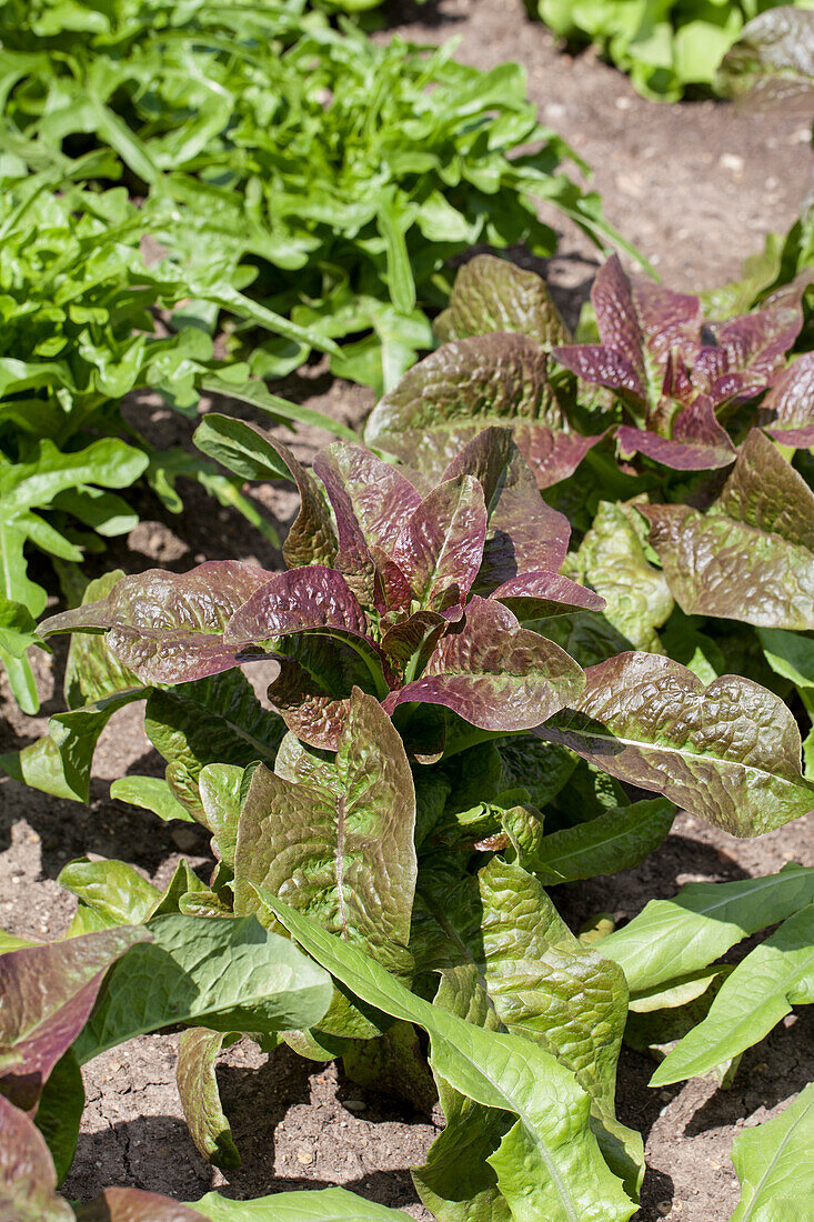 Lactuca sativa Lactuca sativa 'Cracoviensis'