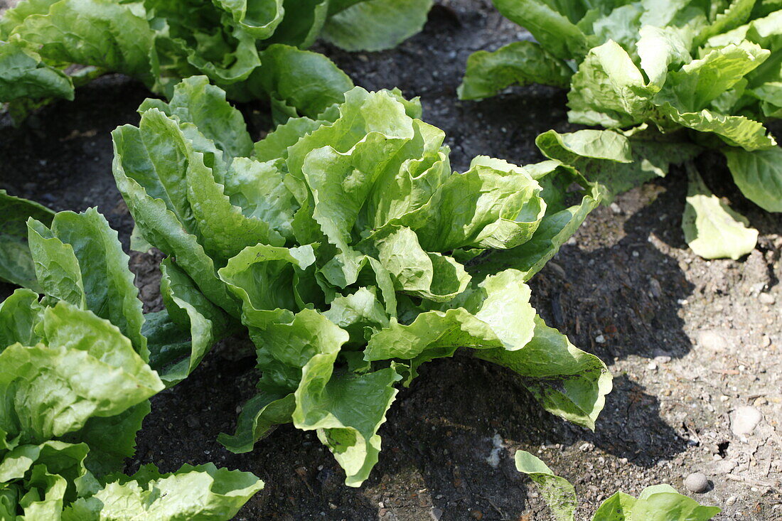 Cichorium endivia 'Kalinka'