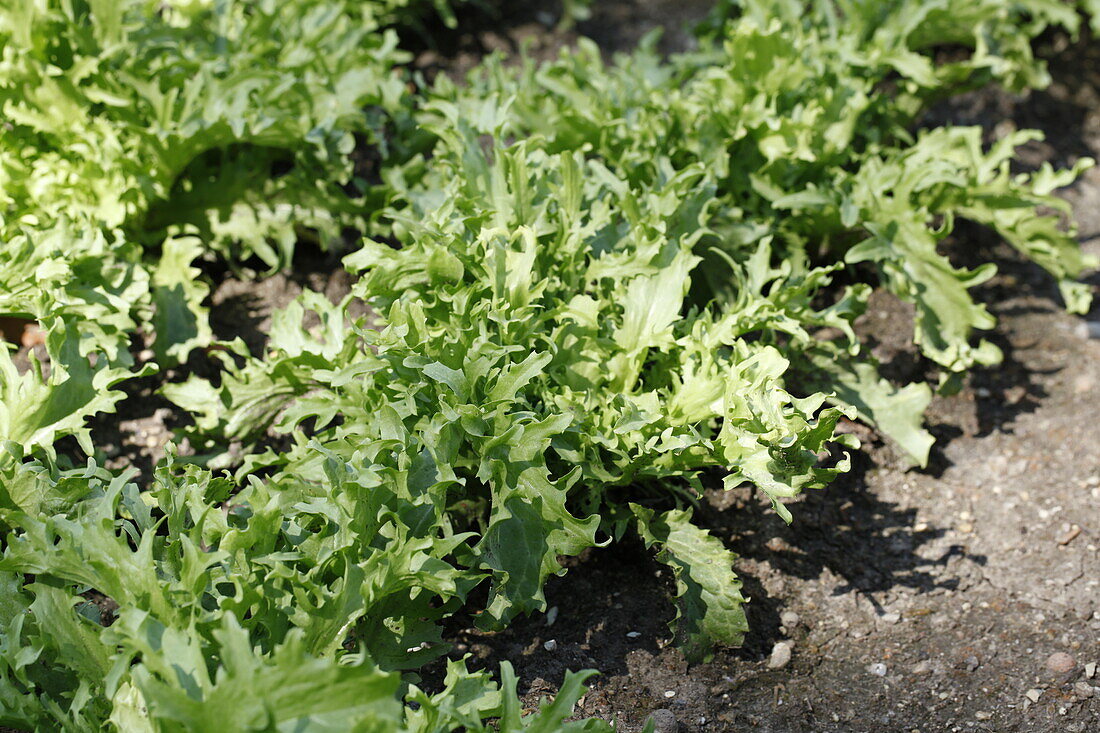 Cichorium endivia 'Glory'