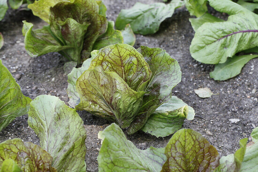 Cichorium intybus var. foliosum 'Palla Rossa'