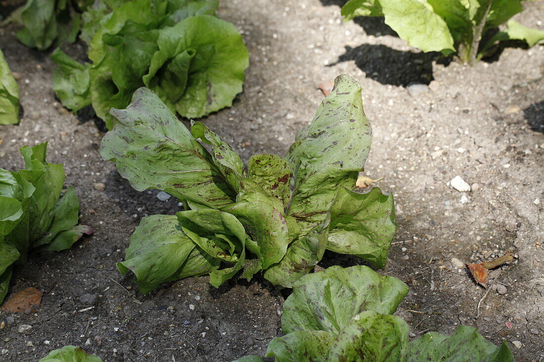 Cichorium intybus var. foliosum 'Variagata di Lusia'