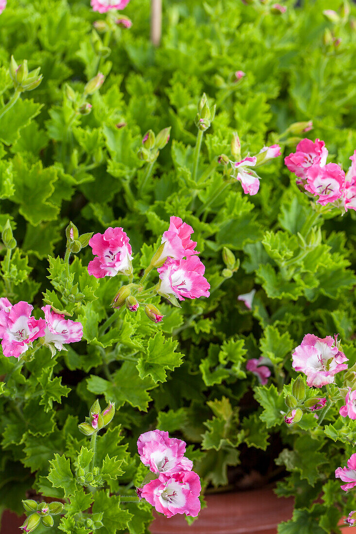 Pelargonium grandiflorum 'Bermuda Pink'