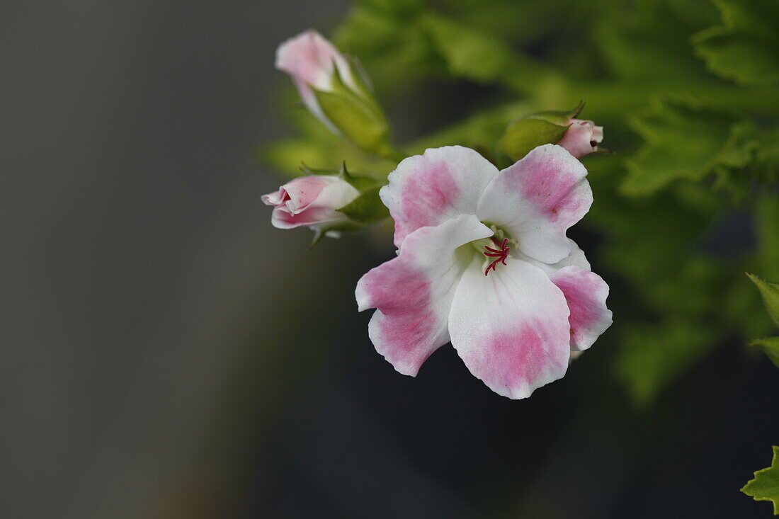 Pelargonium grandiflorum 'Soft Pink'