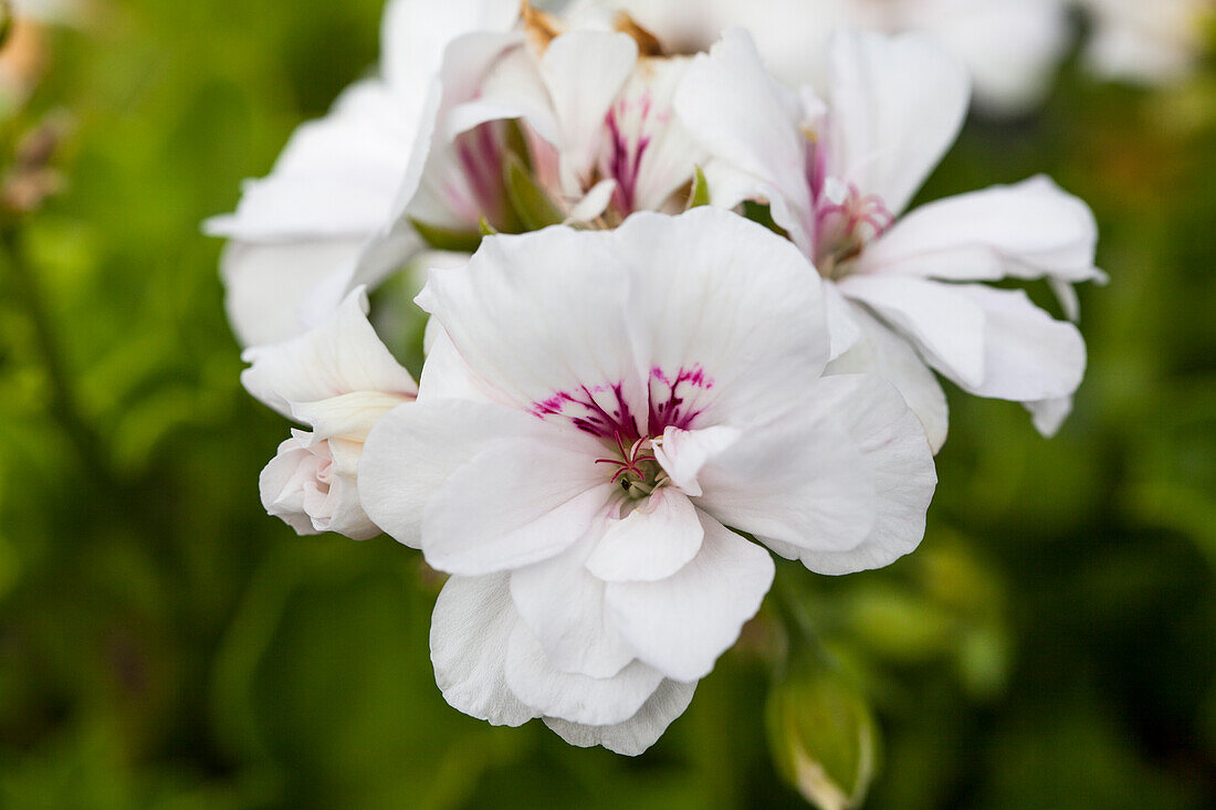 Pelargonium peltatum 'Blanche Roche'