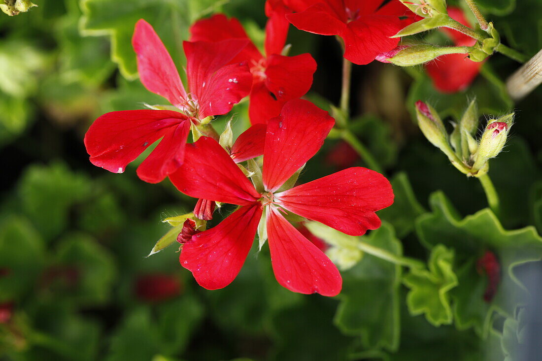 Pelargonium peltatum Happy Face Orange 