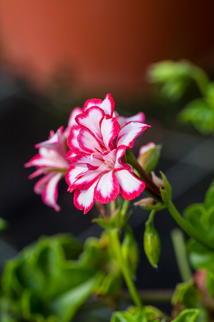 Pelargonium peltatum 'Mexicanerin'