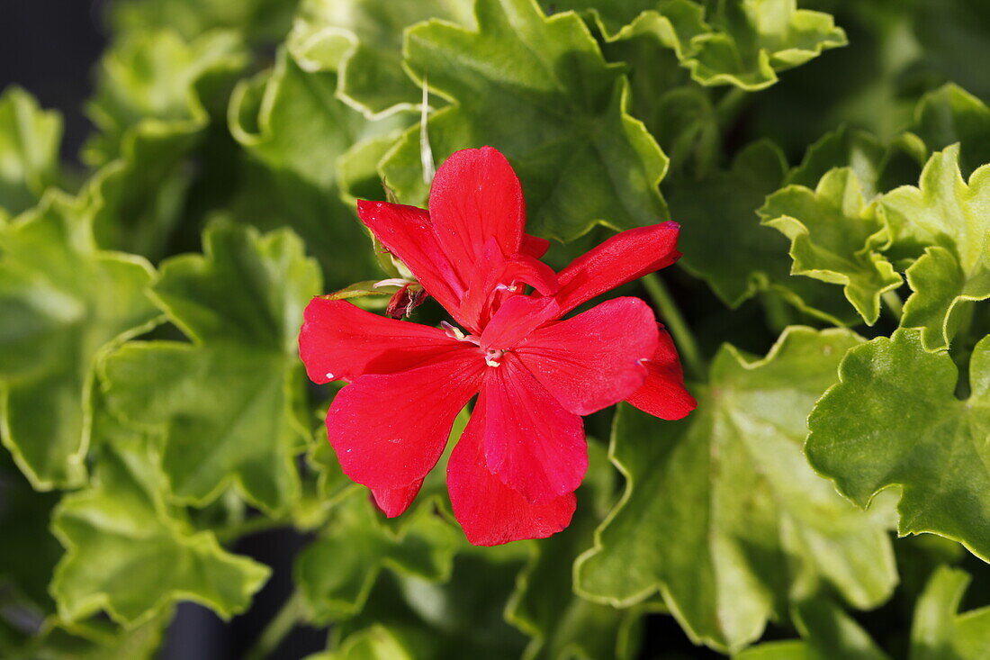 Pelargonium grandiflorum 'PAC® TWOinONE® Scarlet'