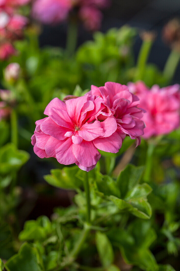 Pelargonium peltatum PAC® 'Vicky'