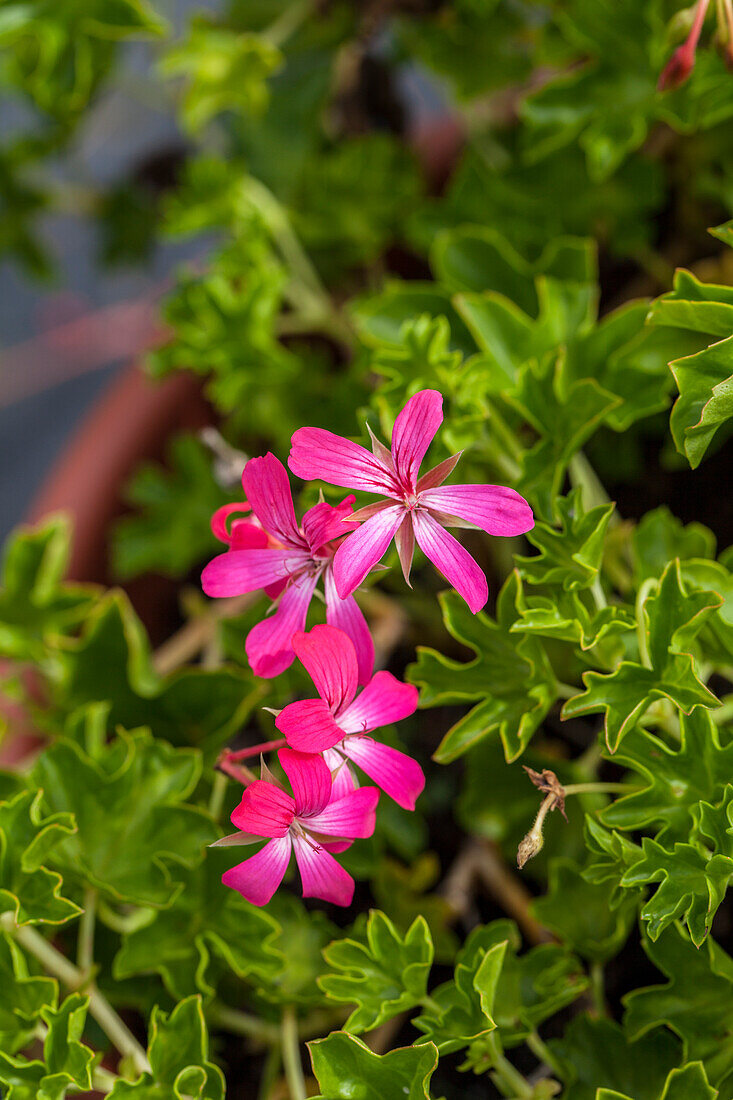 Pelargonium peltatum 'Decora Bicolor