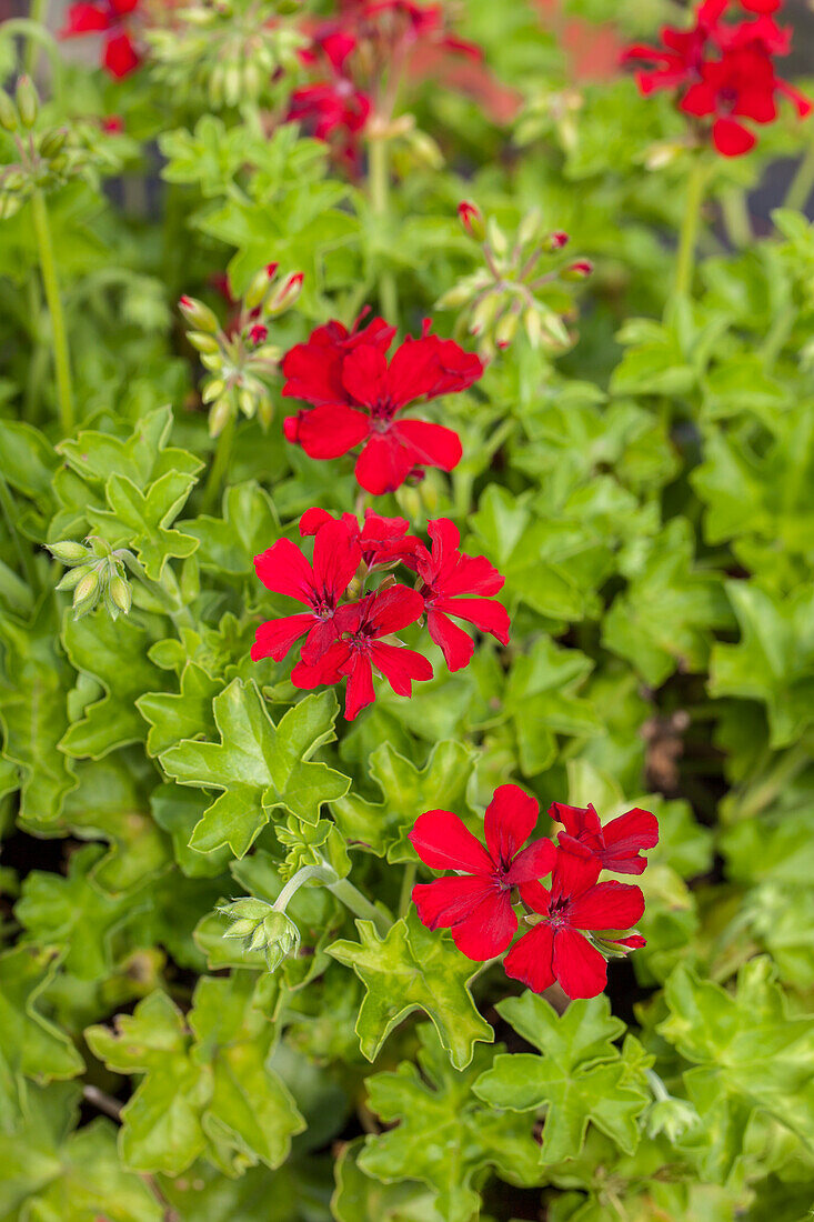 Pelargonium zonale 'Caliente® Deep Red' 