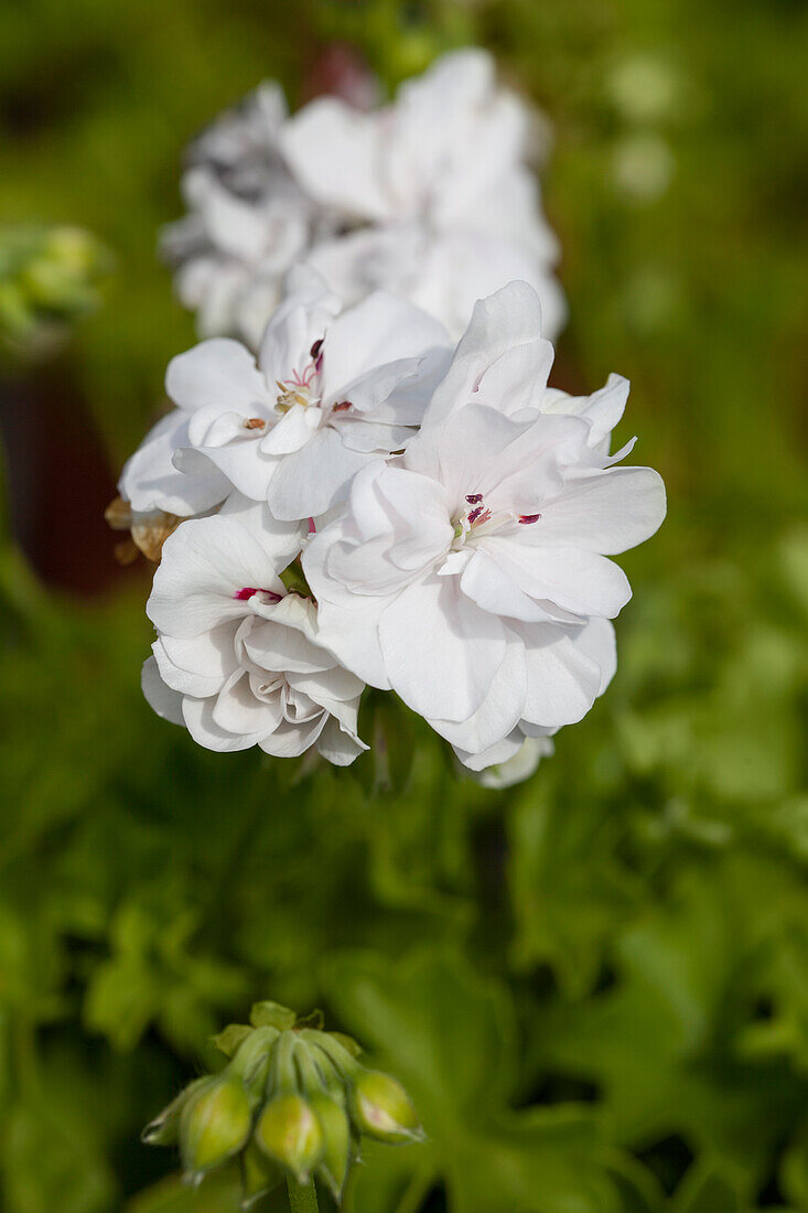 Pelargonium peltatum PAC® 'White Pearl
