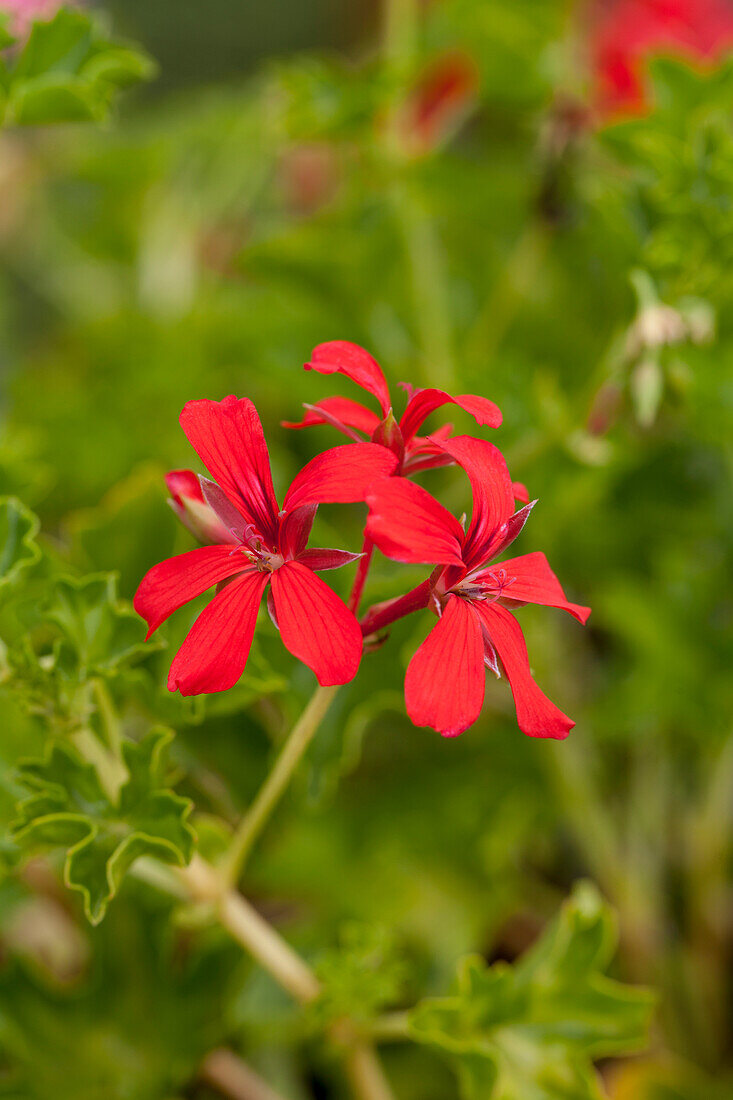 Pelargonium peltatum 'Decora Red