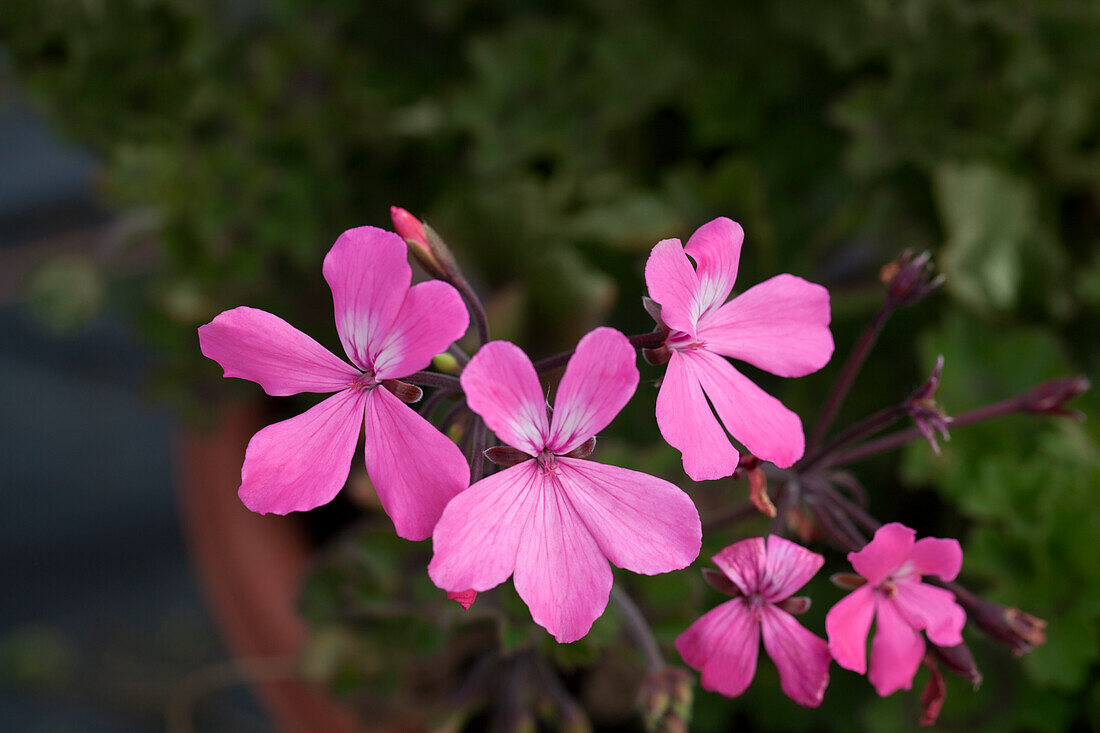 Pelargonium zonale 'Caliente® Pink'