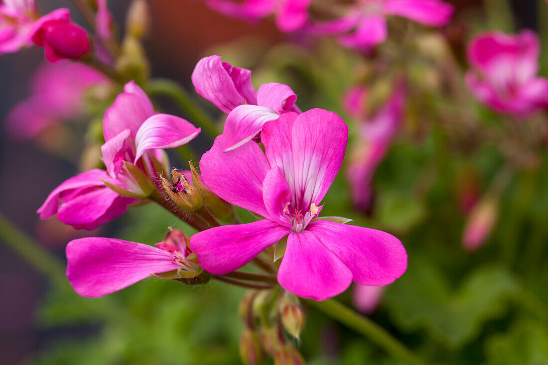 Pelargonium zonale 'TWOinONE® Pink'