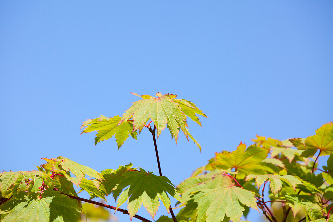Acer japonicum 'Vitifolium'
