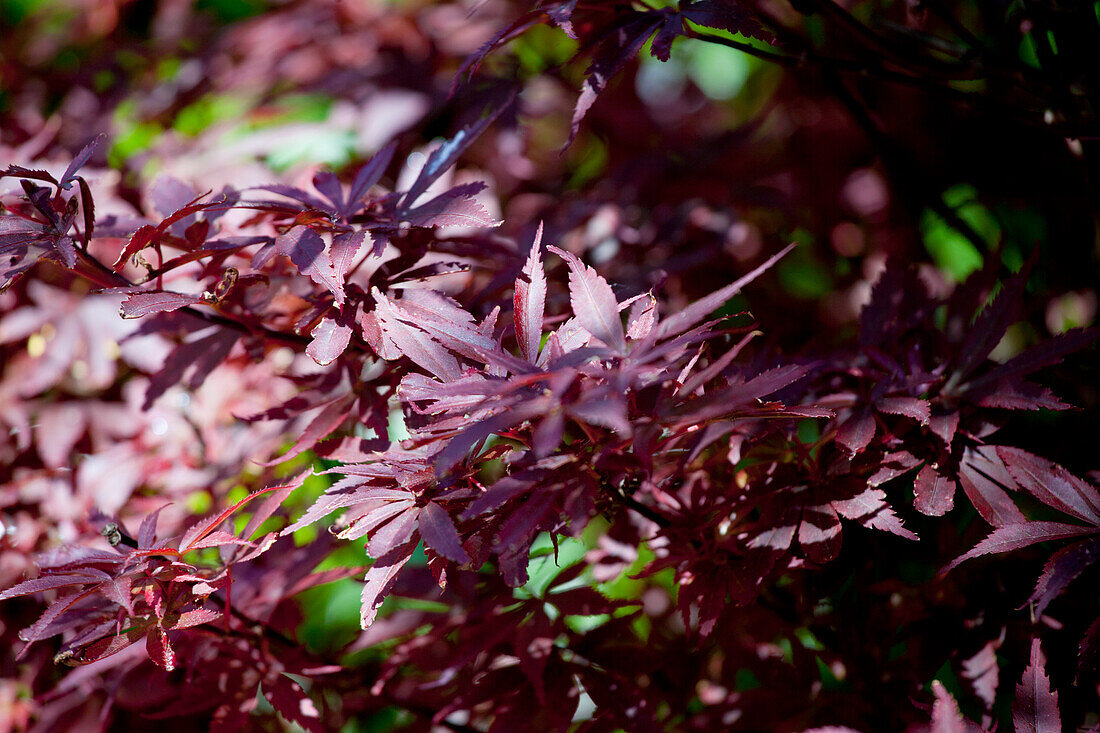 Acer palmatum 'Shaina'