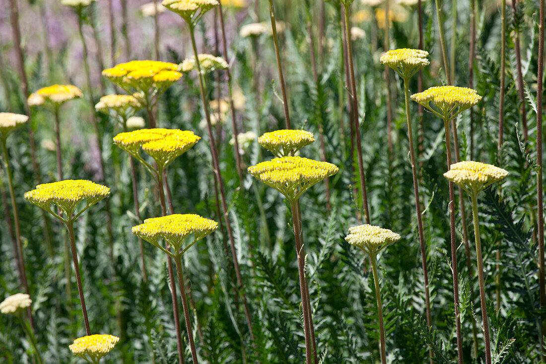 Achillea filipendulina