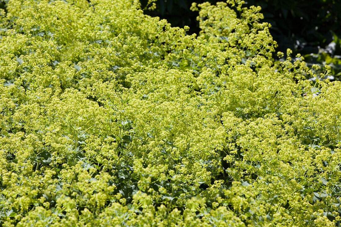 Alchemilla vulgaris