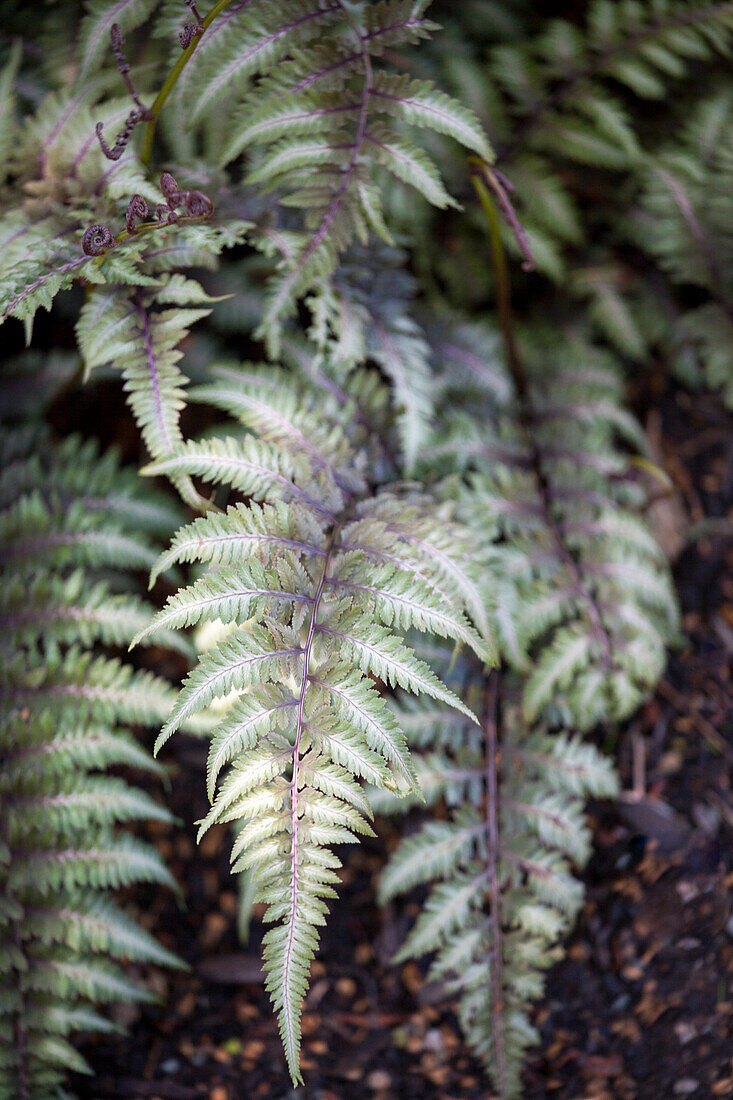 Athyrium niponicum 'Metallicum'