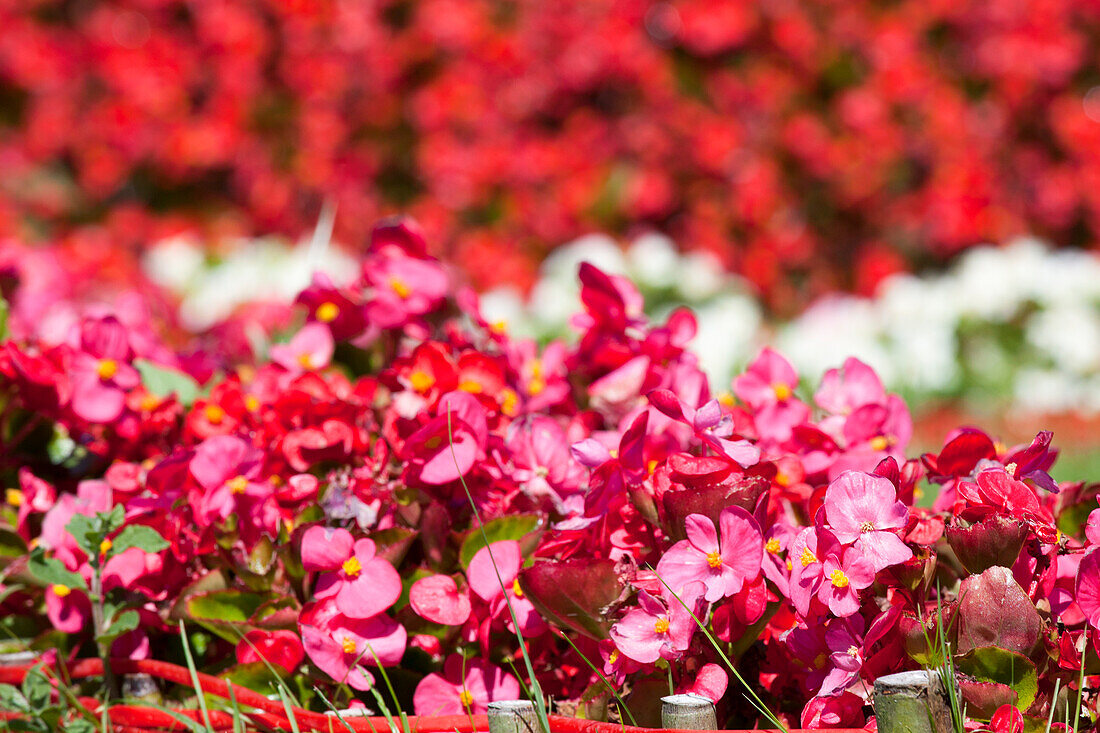 Begonia semperflorens