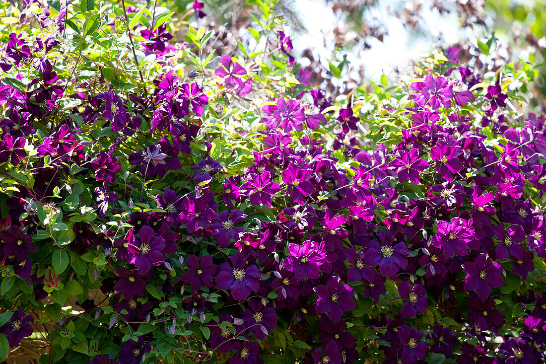 Clematis viticella 'Etoile Violette'