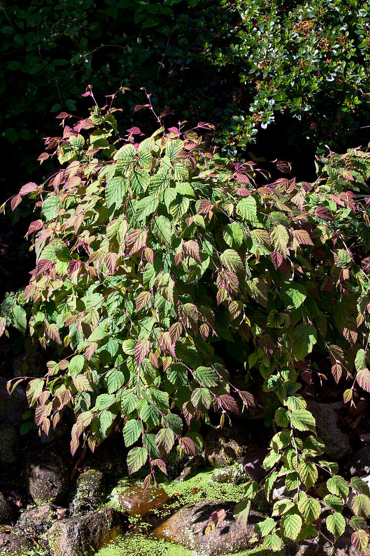 Corylopsis spicata