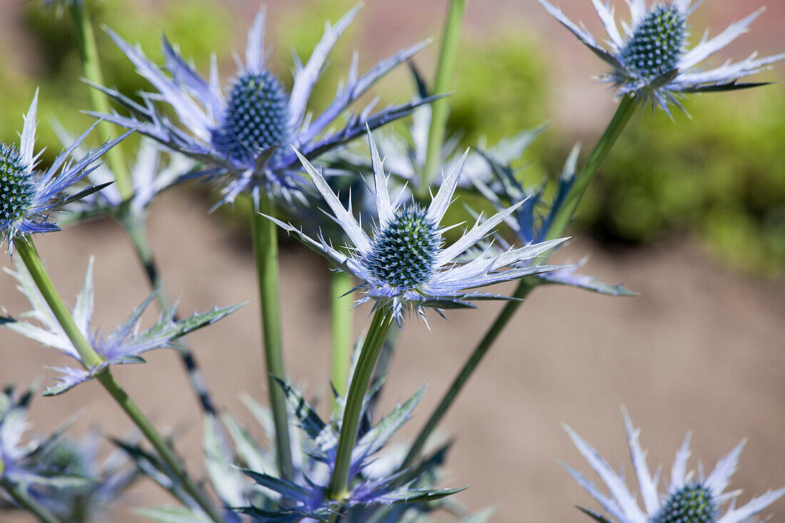 Eryngium bourgatii