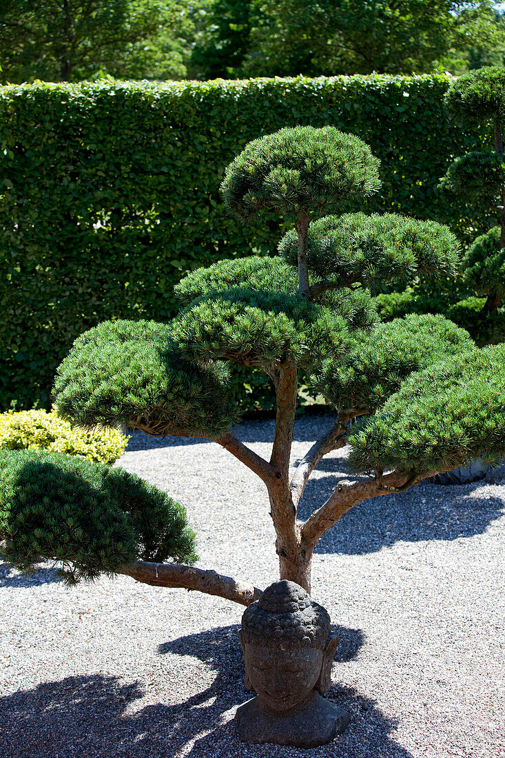 Pinus mugo