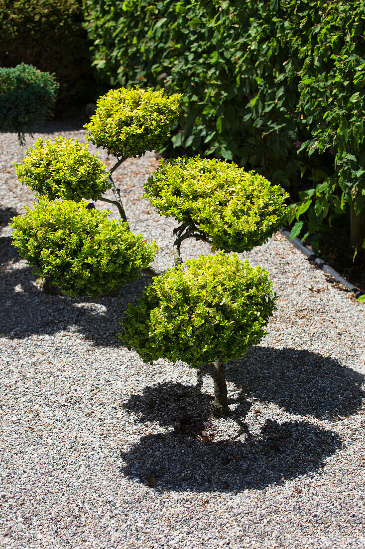 Buxus