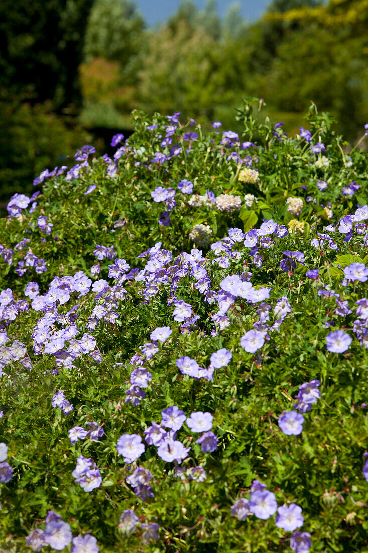 Geranium 'Rozanne'®