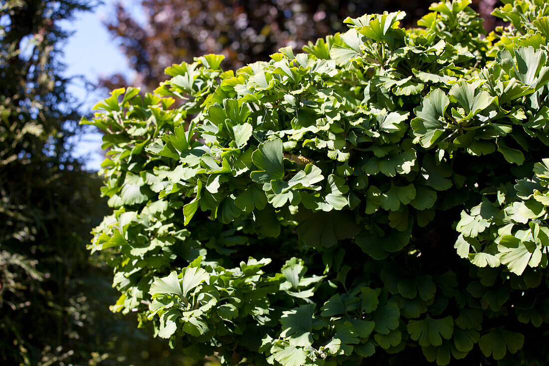 Ginkgo biloba 'Mariken