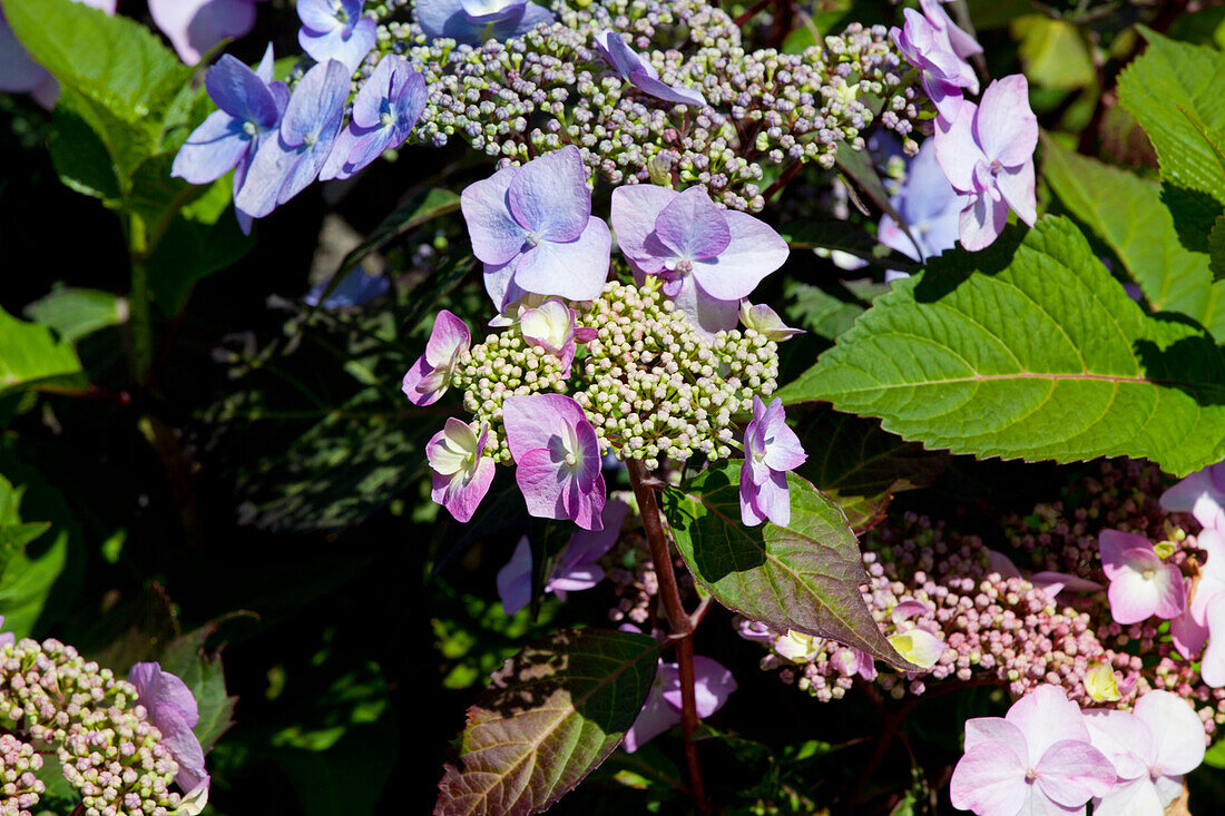 Hydrangea macrophylla Blau Teller