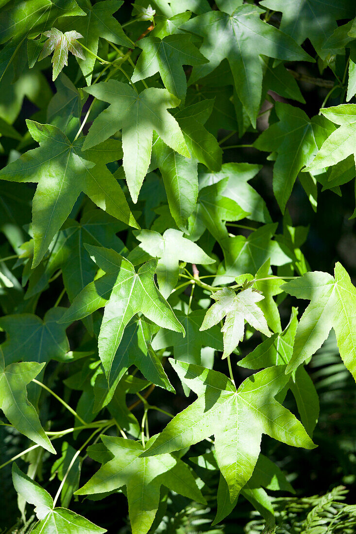 Liquidambar styraciflua