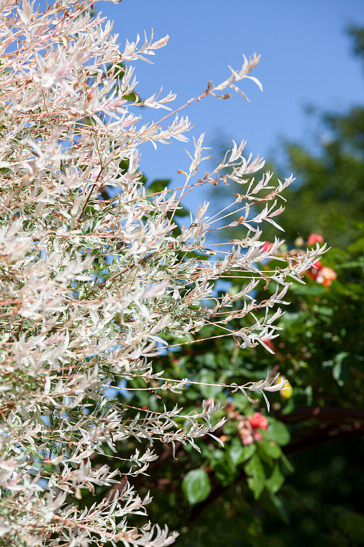 Salix integra 'Hakuro Nishiki'