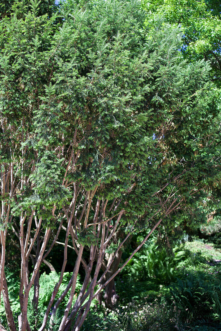 Taxus baccata 'Cheshuntensis'